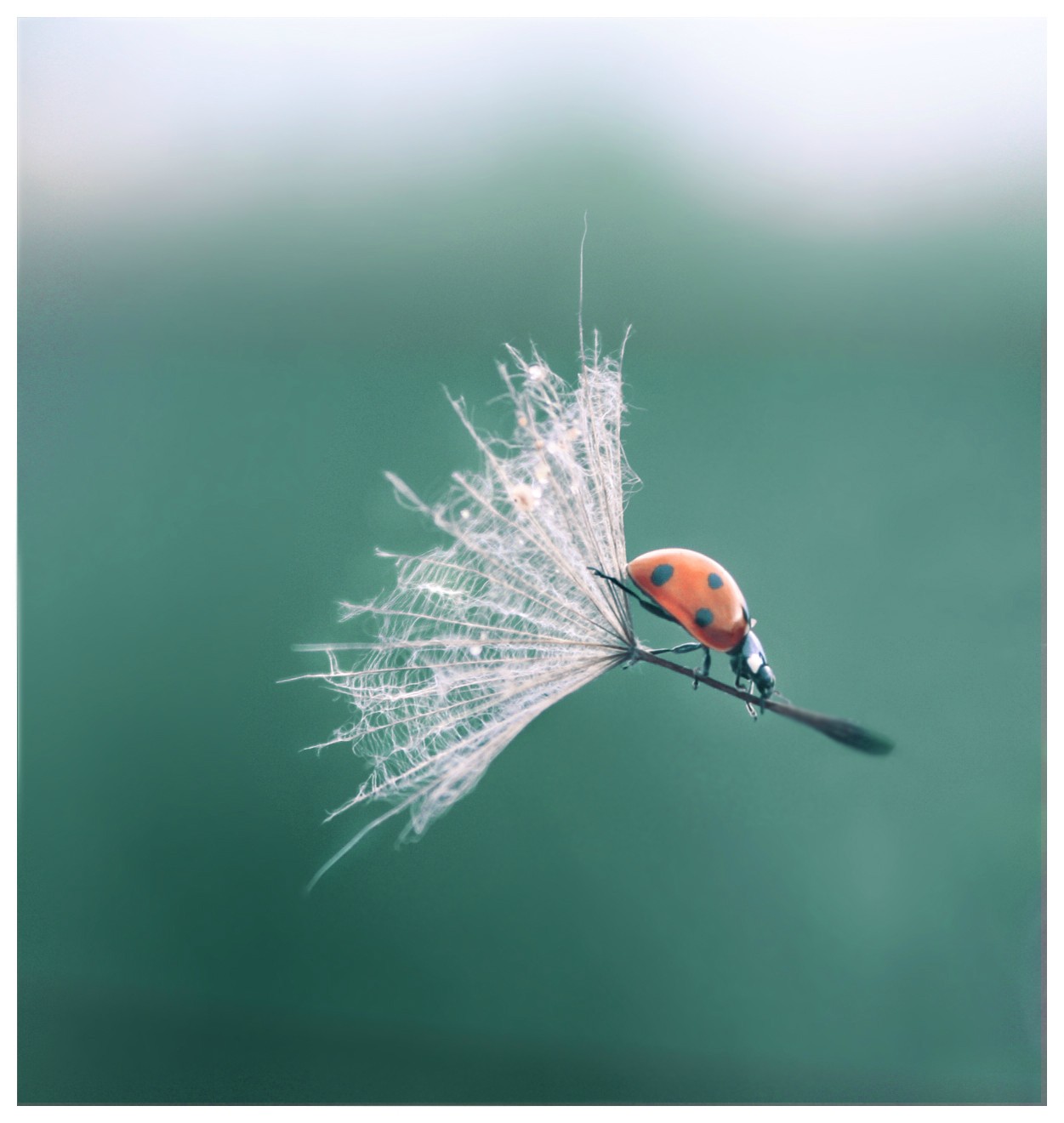 This meme is a humorous image of a ladybug wearing a tiny jetpack and flying towards a piece of food (likely a crumb or a small piece of food). The text "Ladybug, I've got a crumb for you" appears in the image, implying that the ladybug is about to receive a snack. The image is likely meant to be humorous and playful, exaggerating the idea that a small insect can fly to a food source.